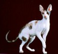 CORNISH REX